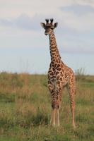 Masai Mara - Giraffenjunges