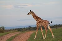 Masai Mara - Giraffenjunges