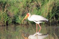 Masai Mara - Nimmersatt mit Frühstück
