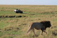 Masai Mara - Löwenmännchen