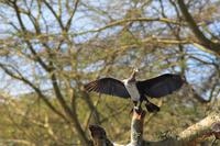 Bootsfahrt auf dem Naivasha See - Kormoran