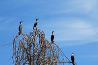 Bootsfahrt auf dem Naivasha See - Kormorane