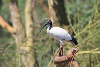 Naivasha See - Heiliger Ibis