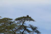 Naivasha See - Fischadler