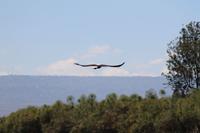 Naivasha See - Fischadler