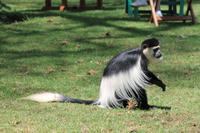 Elsamere Conservation Center - Colobusaffen