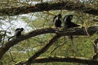 Elsamere Conservation Center - Colobusaffen