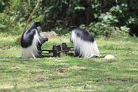 Elsamere Conservation Center - Colobusaffen