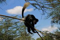 Elsamere Conservation Center - Colobusaffen