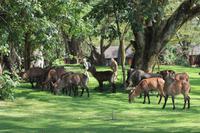 Naivasha Country Club - hauseigene Wasserböcke und Gnu