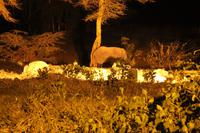 Amboseli Nationalpark - Elefant an der Serena Lodge