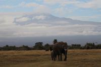 Amboseli Nationalpark - Elefant vorm Kilimandscharo