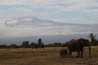 Amboseli Nationalpark - Elefanten vorm Kilimandscharo