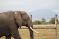 Amboseli Nationalpark - Elefant