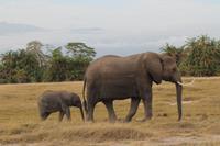 Amboseli Nationalpark - Elefanten