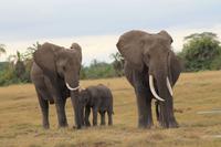 Amboseli Nationalpark - Elefanten