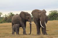 Amboseli Nationalpark - Elefanten - Junges beim Säugen