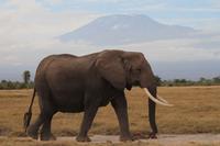 Amboseli Nationalpark - Elefant vorm Kilimandscharo