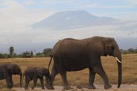 Amboseli Nationalpark - Elefanten vorm Kilimandscharo