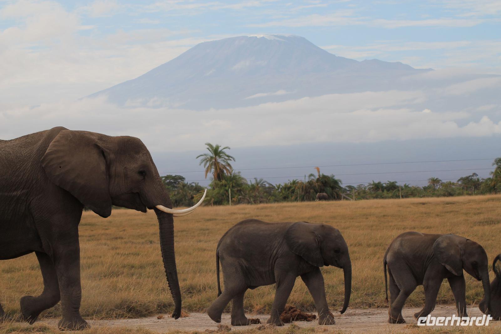 Amboseli - Elefanten vorm Kilimandscharo