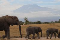 Amboseli - Elefanten vorm Kilimandscharo