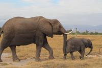 Amboseli Nationalpark - Elefanten