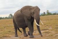 Amboseli Nationalpark - Elefant