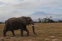 Amboseli Nationalpark - Elefant vorm Kilimandscharo