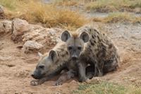 Amboseli Nationalpark - Tüpfelhyänen