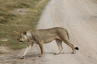 Amboseli Nationalpark - Löwe