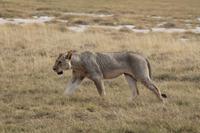 Amboseli Nationalpark - Löwe