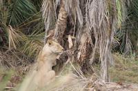 Amboseli Nationalpark - Löwe am Löwenschlafzimmer