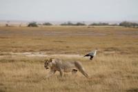 Amboseli Nationalpark - Löwe und Sekretär