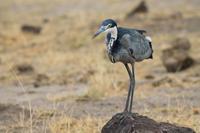 Amboseli Nationalpark - Reiher