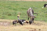 Amboseli Nationalpark - Kronenkraniche und Gnu