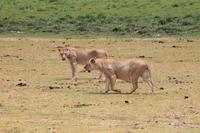 Amboseli Nationalpark - Löwendamen