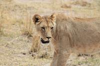 Amboseli Nationalpark - Löwendame