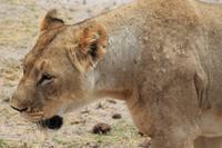 Amboseli Nationalpark - Löwendame