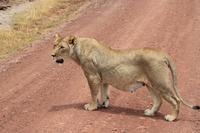 Amboseli Nationalpark - trächtige Löwendame