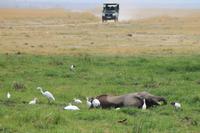 Amboseli Nationalpark - Elefant im Sumpf
