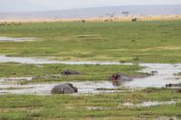 Amboseli Nationalpark - Flusspferde im Sumpf