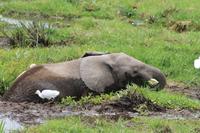 Amboseli Nationalpark - Elefant im Sumpf