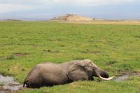 Amboseli Nationalpark - Elefant im Sumpf und Observation Hill