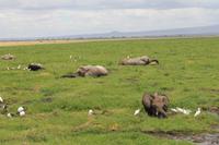 Amboseli Nationalpark - Elefanten im Sumpf