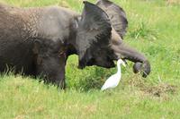 Amboseli Nationalpark - Elefant im Sumpf