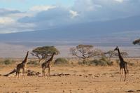 Amboseli Nationalpark - Giraffen-Parade