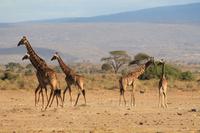 Amboseli Nationalpark - Giraffen-Parade