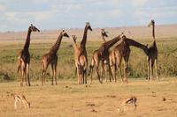 Amboseli Nationalpark - Giraffen-Parade