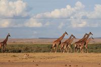 Amboseli Nationalpark - Giraffen-Parade
