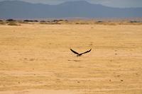 Amboseli Nationalpark - Fischadler mit Beute